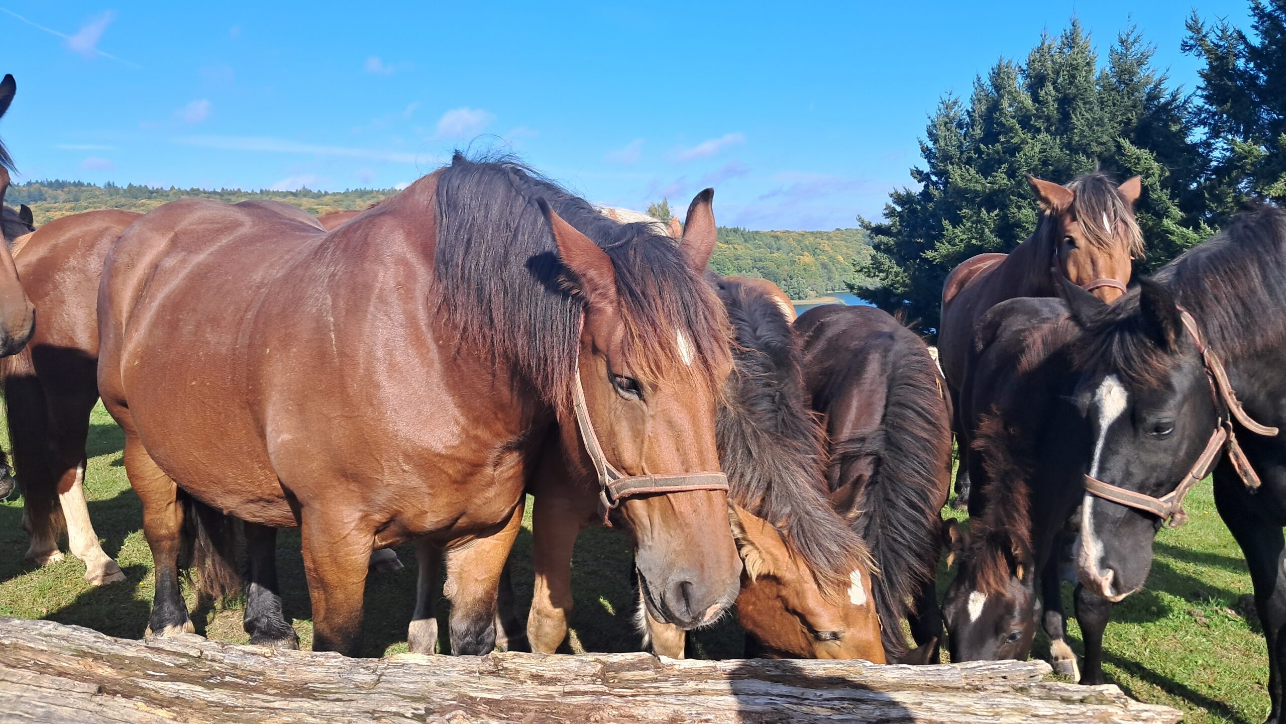 Konie, natura i Pomorskie – powstaje film promujący turystykę konną